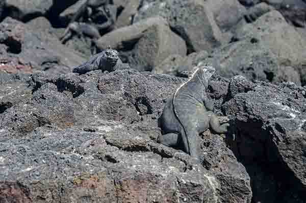 Iguana Marina - isla Isabela - islas Galápagos - Ecuador 1.jpg